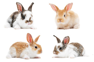 Image showing set of baby bunny rabbits