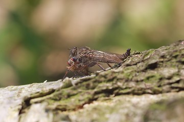 Image showing Robber fly and prey