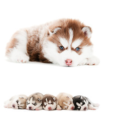 Image showing collection of little puppy of Siberian husky