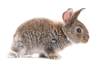 Image showing one young bunny rabbit