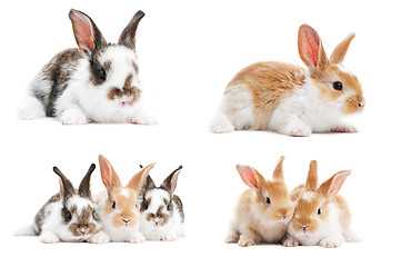 Image showing set of baby bunny rabbits