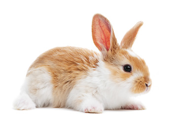 Image showing one young baby rabbit isolated