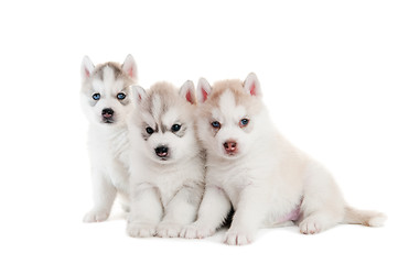 Image showing Three Siberian husky puppy isolated