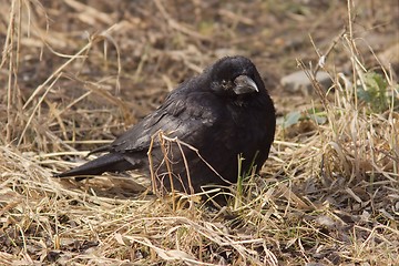 Image showing Carrion Crow