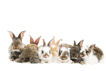 Image showing group of rabbits in a row