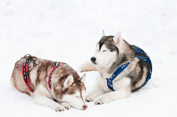 Image showing sled dog siberian husky