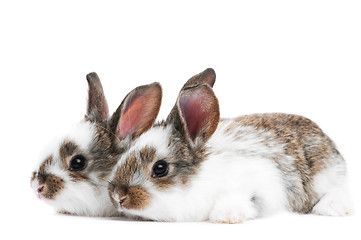 Image showing two young baby rabbit isolated