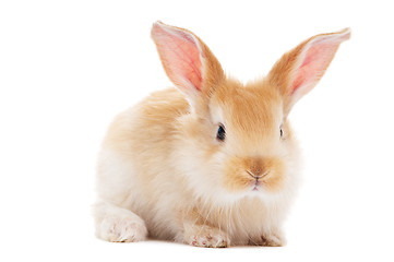 Image showing one young baby rabbit isolated