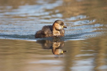 Image showing Little grebe