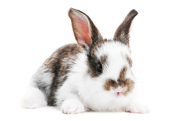 Image showing one young baby rabbit isolated