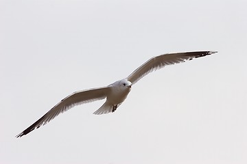 Image showing Seagull in flight 5