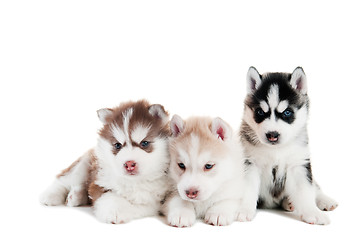 Image showing Three Siberian husky puppy isolated