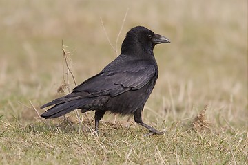 Image showing Carrion Crow
