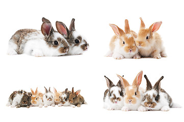 Image showing set of baby bunny rabbits