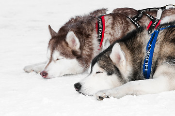 Image showing sled dog siberian husky