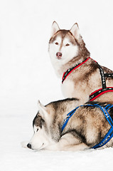 Image showing sled dog siberian husky