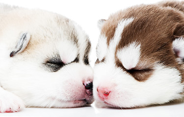 Image showing Close-up sleeping husky puppy