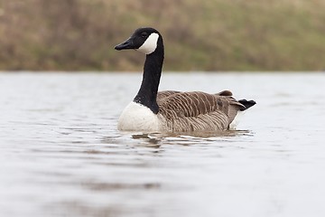 Image showing Canadian goose in the water