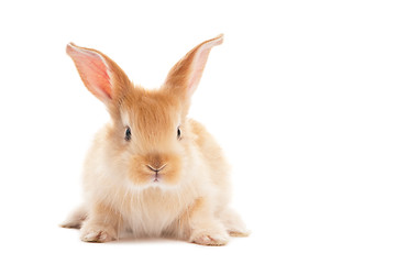 Image showing one young baby rabbit isolated