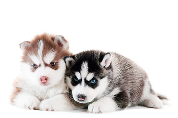 Image showing Two Siberian husky puppy isolated