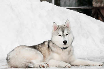 Image showing siberian husky dog at winter