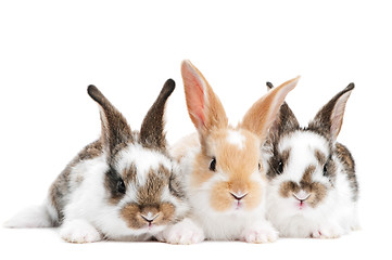 Image showing three young baby rabbit isolated