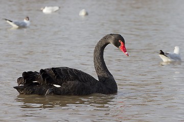 Image showing Black Swan