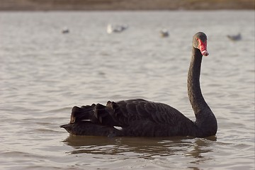 Image showing Black Swan 2