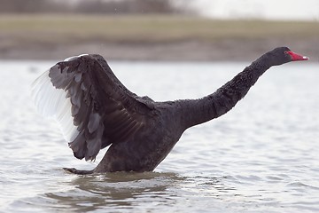 Image showing Black Swan 3