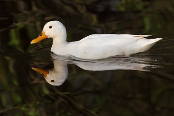 Image showing White Duck