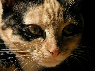 Image showing calico kitten