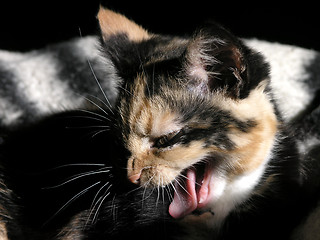 Image showing Kitten yawning