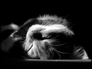 Image showing Kitten sleeping