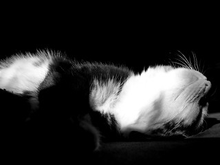 Image showing Kitten sleeping 02