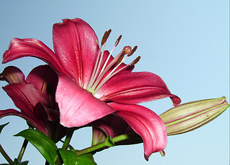 Image showing Summer flower