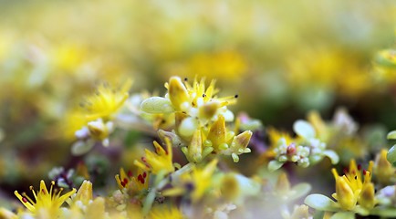 Image showing yellow sedum