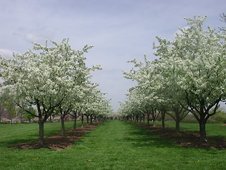 Image showing Wedding Lane