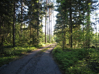 Image showing Forest way