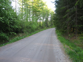 Image showing Forest road