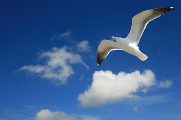 Image showing  seagull  in Flight