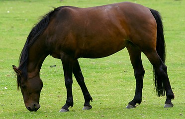 Image showing horse-brown