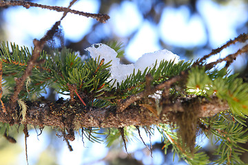 Image showing Snow on twig