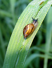 Image showing Grape snail