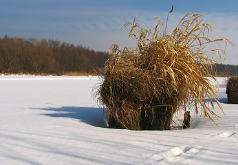 Image showing winter ikebana