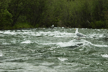 Image showing Gull waiting for food