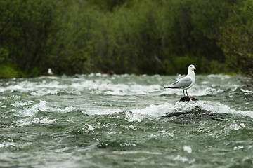 Image showing Waiting for food