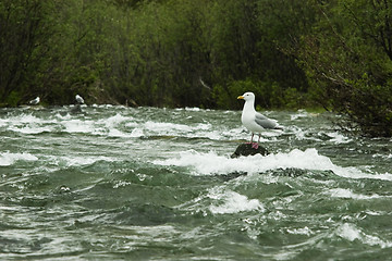 Image showing Gull waiting for food