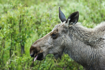 Image showing Sticking tonque out - moose