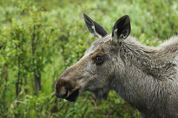 Image showing Alaskan model - moose posing