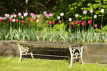 Image showing Garden bench and tulips